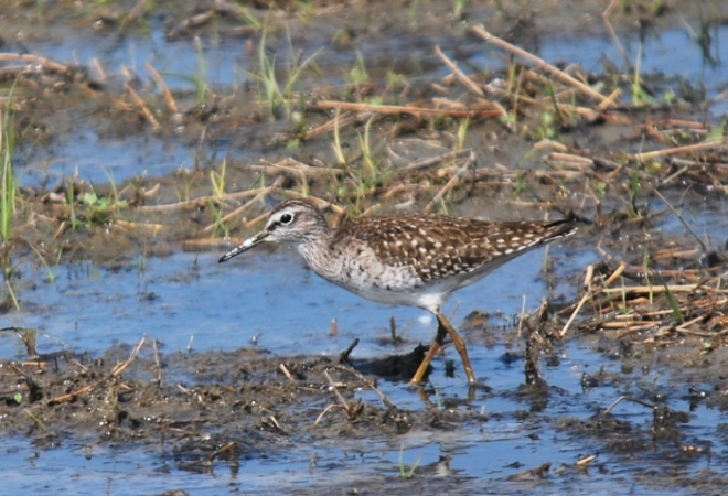 Limicoli da riconoscere